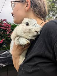 Rabbit following me around my property