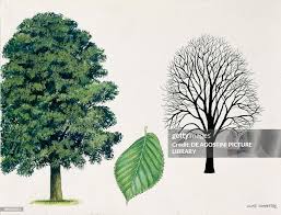 Image result for Ulmaceae