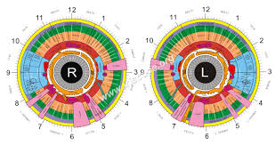 The Best Sclerology Chart Free For Iridology Chart