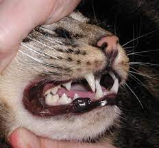 Benefits Of Raw Cats Healthy Teeth Raw Diet