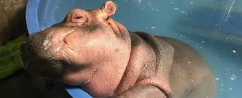 Pygmy hippos are an endangered species, but in april, one was born at the san diego zoo. This Video Of A Sweet Baby Hippo Getting A Bath Is All You Need To Round Out 2018