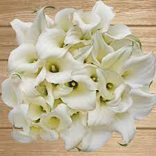 Mini Callas White Chrystal Pack 80 Stems Ebloomsdirect Calla Lily Flowers Bulk Flowers Online Mini Calla Lilies
