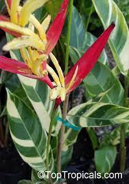 We did not find results for: Heliconia Psittacorum Bihai Psittacorum Parrot S Heliconia Heliconia Parakeet Flower Toptropicals Com
