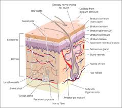 Image result for Comprehensive Skin Integrity Assessment