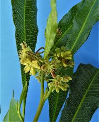 Image result for Tinospora mossambicensis