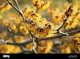 Image result for Hamamelidaceae