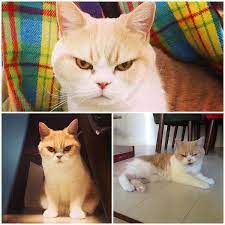 cat s community google cats making faces animals