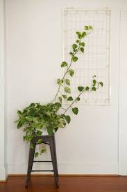 Sage Gracie S Sweet Resourceful Portland Home Indoor Vines Indoor Climbing Plants Wall Climbing Plants