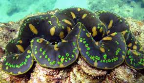 Image result for Tridactyle anthomaniaca