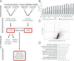 Chronic Prostatic Inflammation Induces Elevated Autoantibody