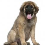 A post office has been in operation at forest since 1854. Newfoundland Puppies For Sale In Ohio