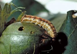 All of the damage caused by corn earworms is not direct. Bollworm Insect Britannica