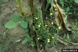 Image result for Striga aspera