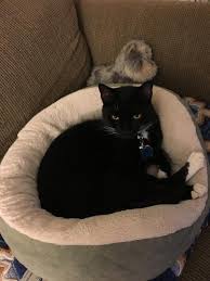 Taste of the Wild Rocky Mountain Feline Recipe with Roasted Venison &