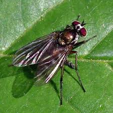 Image result for Dolichos junodii