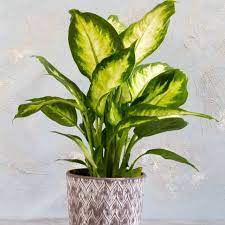 We have put together a list of ten. 15 Best Bedroom Plants Plants For Bedroom That Clean Air