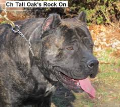 Get your american akita today through lancaster puppies. Rock On Of Tall Oaks Presa Canario