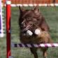 ASCA Agility Trial by Northwoods! event image