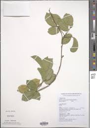 Image result for Ritchiea