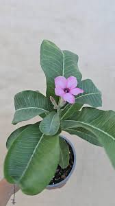 Image result for Adenium boehmianum