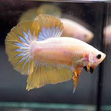 Betta Fish Big One Dragon Yellow Bumblebee Halfmoon Plakat Hmpk Male 417 Betta Fish Types Betta Fish Betta