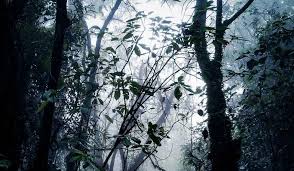 Namanya desa ciburayut, terletak di kecamatan cigombong, kabupaten bogor, jawa barat. Pemandangan Hutan Malam Hari Di Lereng Bukit Bertanah Merah Pada Jam 1015am Seramai 16 Orang Pendaki Memulakan Penda Pemandangan Pemandangan Yang Indah Hutan