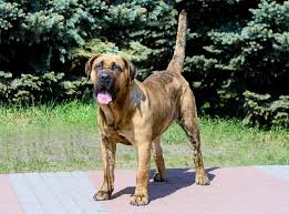We did not find results for: The Perro De Presa Canario Is This A Good Family Dog K9 Web