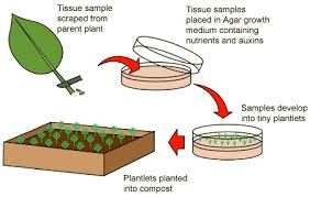 We did not find results for: Steps In Plant Tissue Culture
