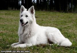 Chinook ist unser jüngstes familienmitglied. Weisser Schweizer Schaferhund Berger Blanc Suisse Foto 46221 Hundund De