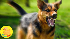 Vaccinul antitetanos are o perioadă de timp în care oferă protecție cât este valabil vaccinul antitetanos. Ce Facem Daca Ne Musca Un Caine Pasi De Urmat Desprecopii Com