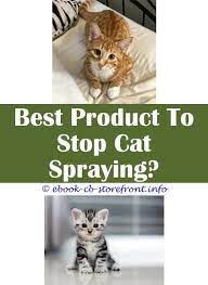 11 Prodigious Cat Spraying Smell Home Cats Male Cat Spraying Flea Spray For Cats