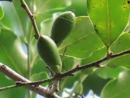 Image result for Diospyros inhacaensis