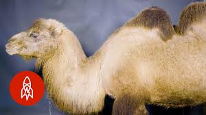 The picture shows to us a girl. Gemma The Camel Has Two Humps Youtube