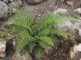 Image result for Thelypteris confluens