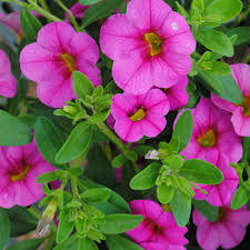 In this pot, luscious berry blend lantana sparkles in shades of pink. Hanging Basket Sale Johnson S Gardens Cedarburg Wi