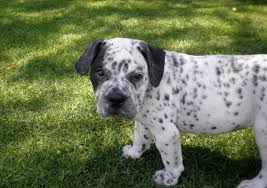 This breed also goes by many other names such as dalmapoo, dalmatiandoodle, and dalmatianpoo. 15 Super Spotty Dalmatian Cross Breeds