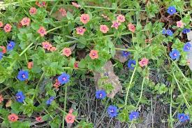 Image result for Lysimachia angustiloba