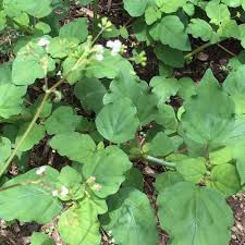 Image result for Boerhavia erecta