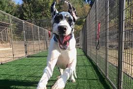 Check spelling or type a new query. Breaking News Judge Says New Hampshire Great Danes Can Be Placed For Adoption A Humane World