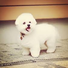 nice white dog white dogs dogs teddy bear