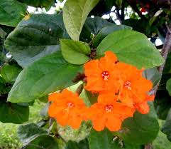 Image result for Cordia