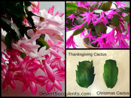 The easter cactus (hatiora or rhipsalidopsis gaertneri) is a close relative of the christmas cactus and the however, the main difference between the species is the bloom time, along with other major. Christmas Cactus Vs Thanksgiving Cactus Vs Easter Cactus