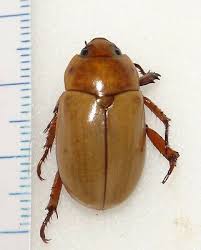 Image result for Pegolettia retrofracta