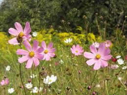 Image result for Cosmos bipinnatus