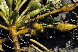 Image result for Trapa natans