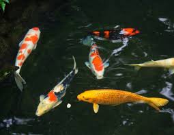 Check spelling or type a new query. How To Move Your Koi With You Bekins