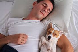 Is it okay for your dog to sleep in bed with you? Letting Your Dog Sleep In Your Bed Is Actually Good For You According To Experts Mirror Online