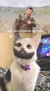 15 Random And Hilarious Cute Animals Memes Meme Cell Funny Animal Memes Animal Memes Cute Animal Memes