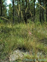 Image result for Ctenium