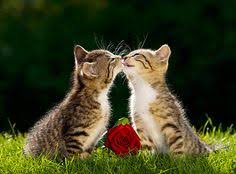 Meski hasilnya gagal tapi lucu, mulai dari badan jadi panjang hingga berkepala tiga. Kucing Lucu